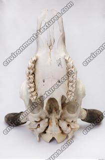 animal skull 0082